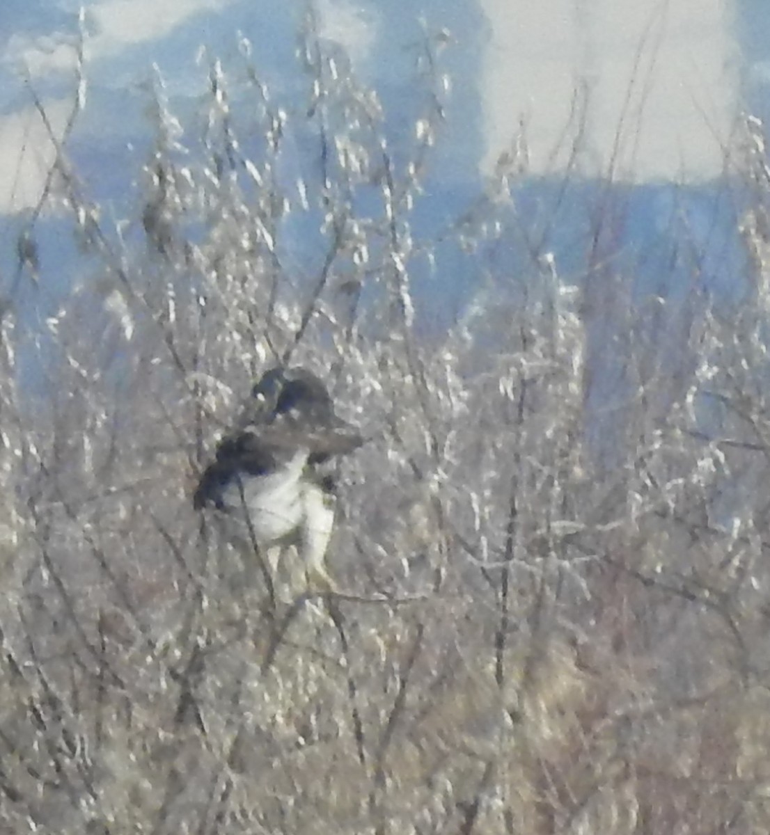 Red-tailed Hawk - ML77916791