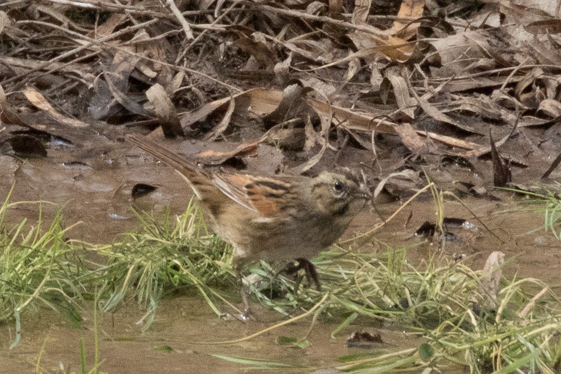 Swamp Sparrow - ML77916841