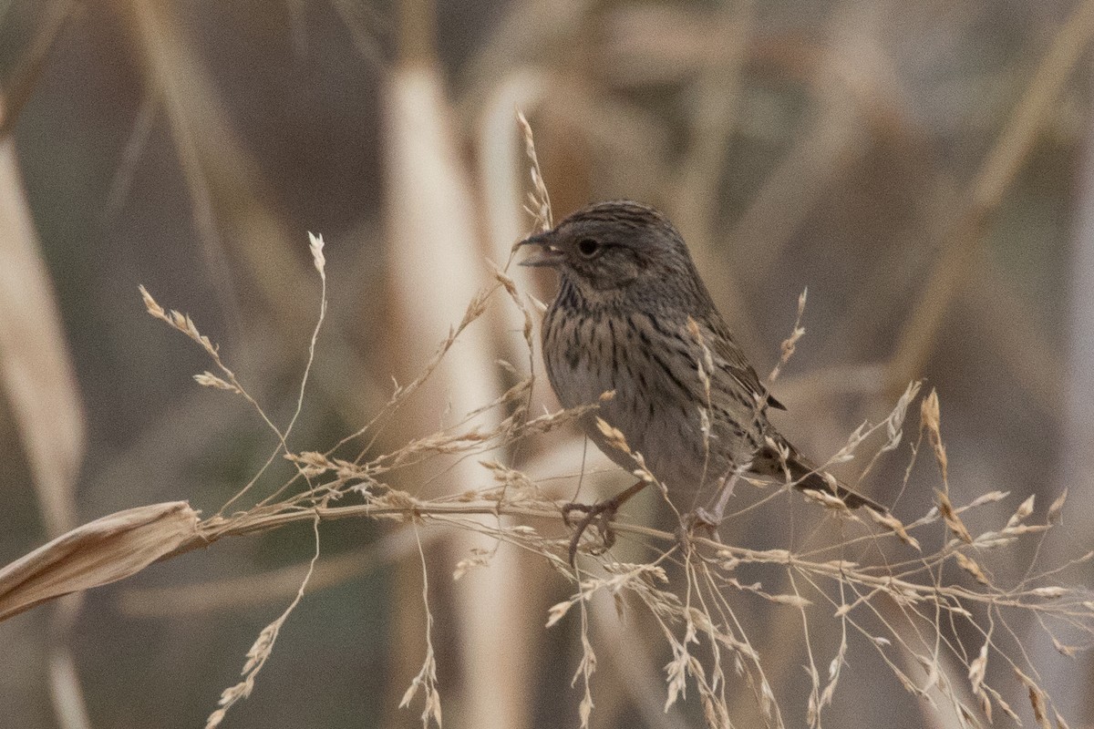 Lincoln's Sparrow - ML77916941