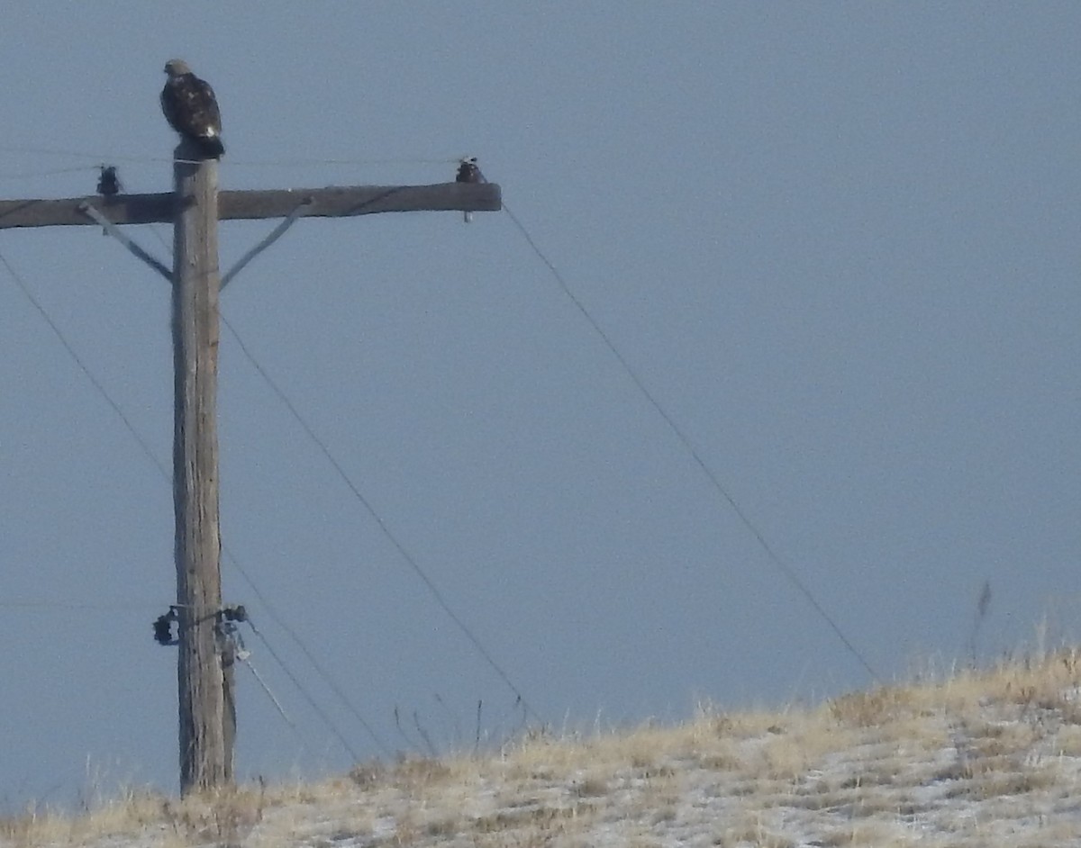 Rough-legged Hawk - ML77917371