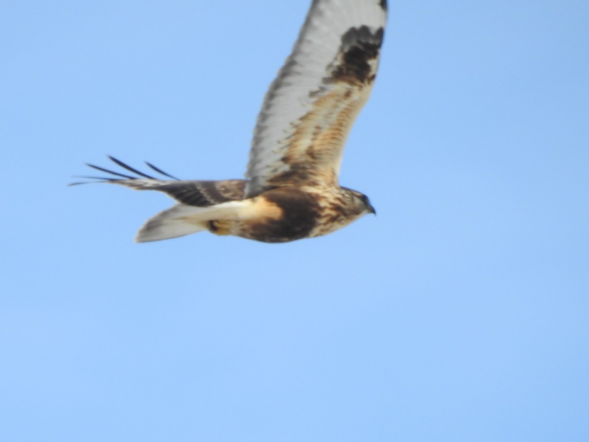 Rough-legged Hawk - ML77917491