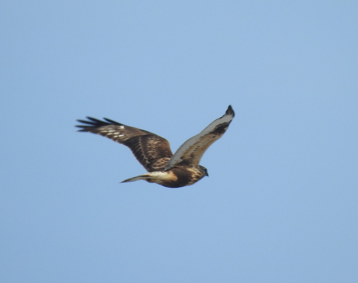 Rough-legged Hawk - ML77917501