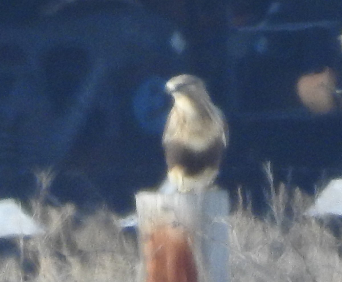 Rough-legged Hawk - ML77917551