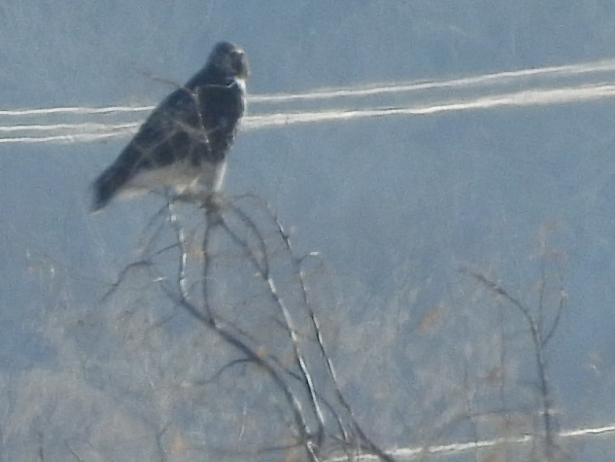 Red-tailed Hawk - Shane Sater