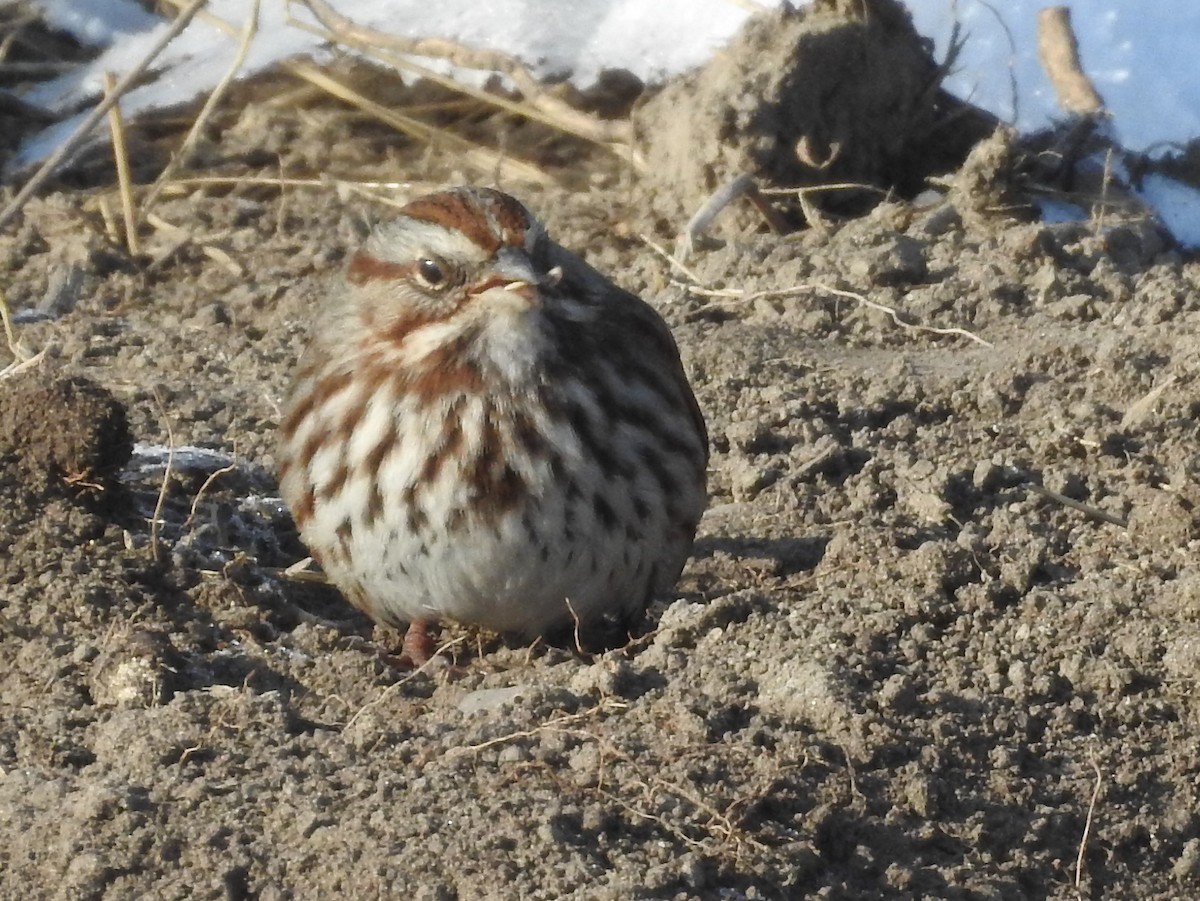 Song Sparrow - ML77917931