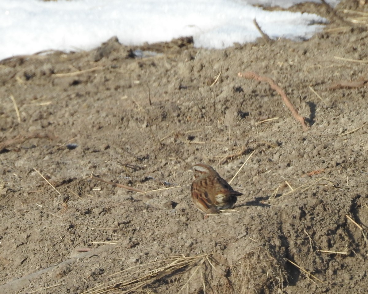 Song Sparrow - ML77918011