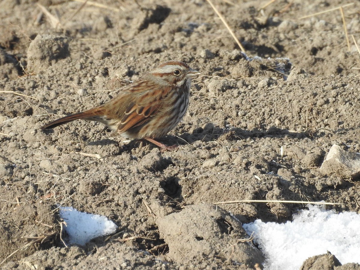 Song Sparrow - ML77918081