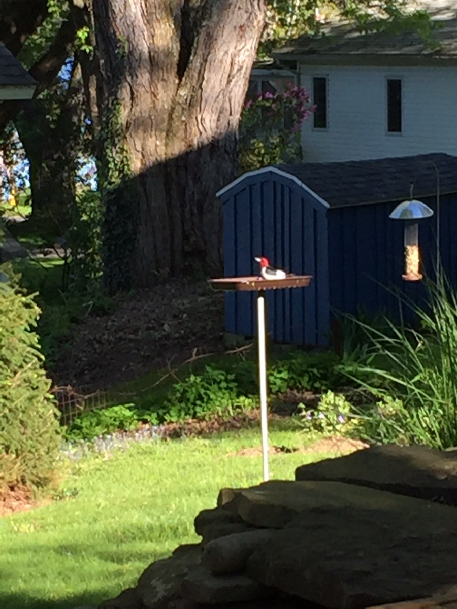 Red-headed Woodpecker - ML77918211