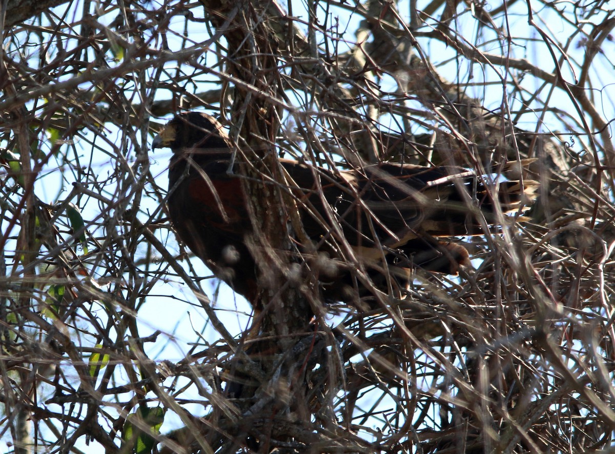 Harris's Hawk - ML77918481