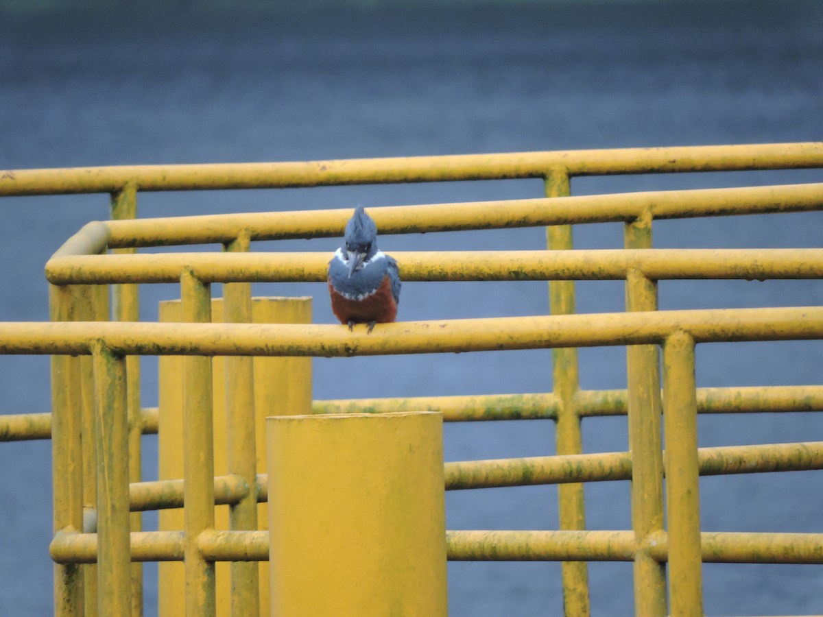 Ringed Kingfisher - ML77919081