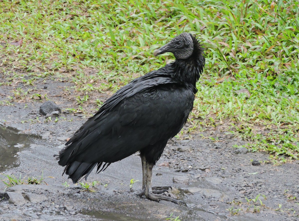 Black Vulture - ML77919251