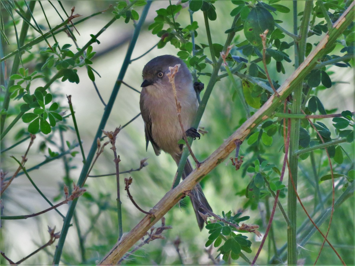 Bushtit - Kent Forward