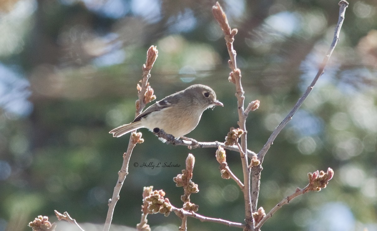 Hutton's Vireo - ML77920511