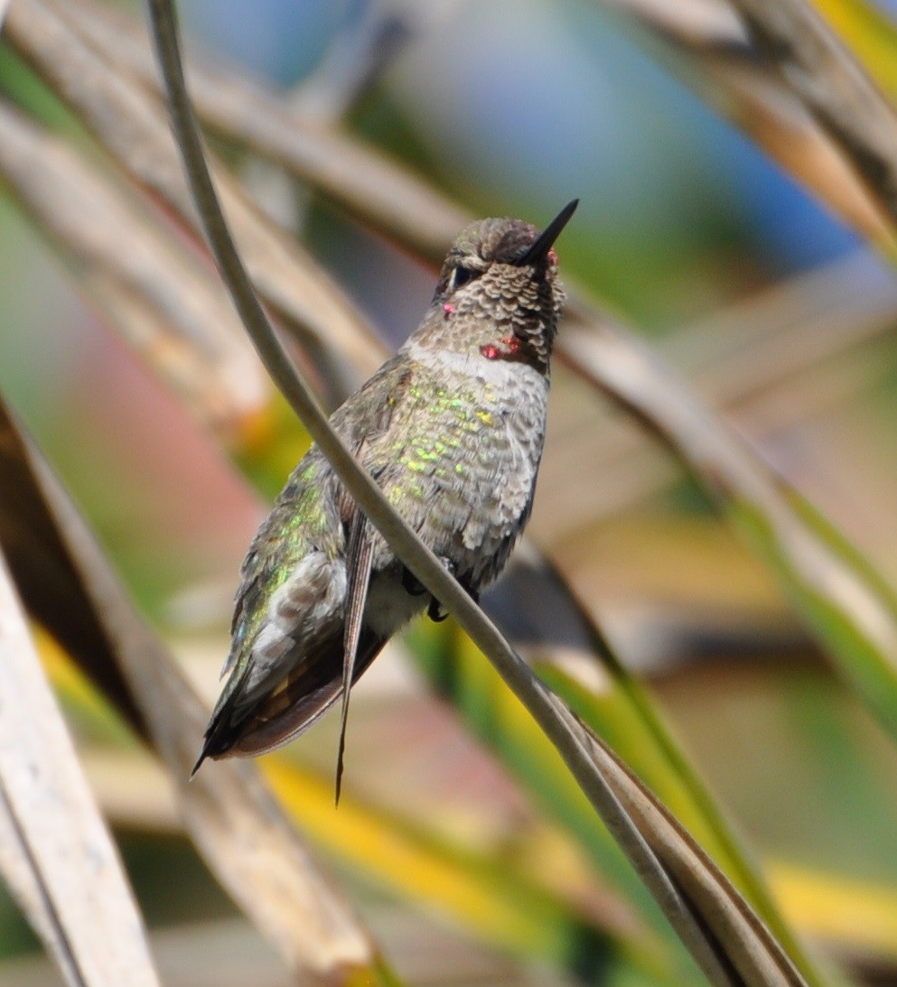 Colibrí de Anna - ML77920751