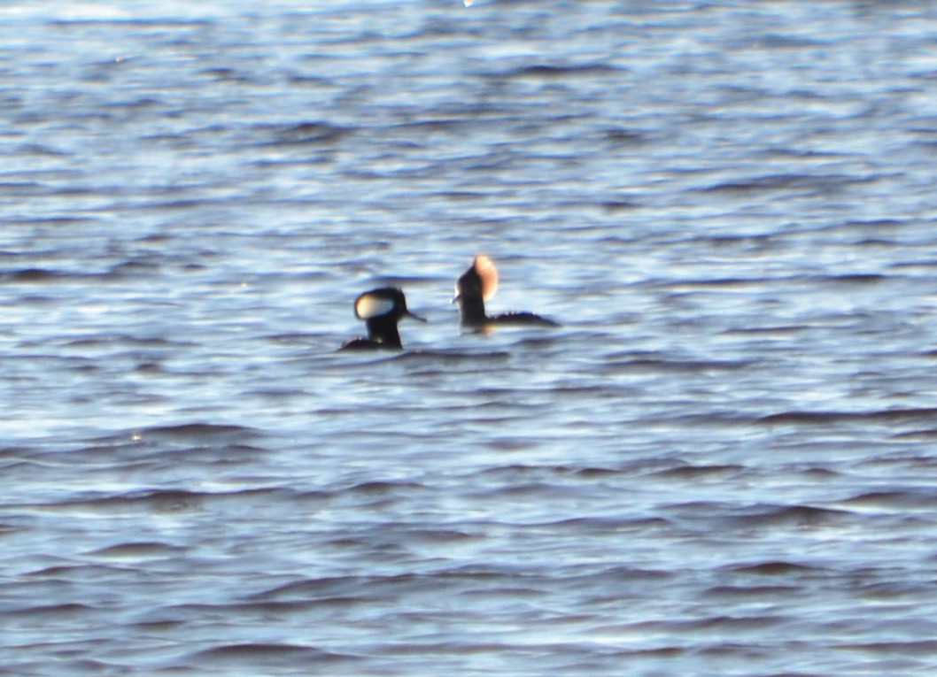 Hooded Merganser - ML77921581