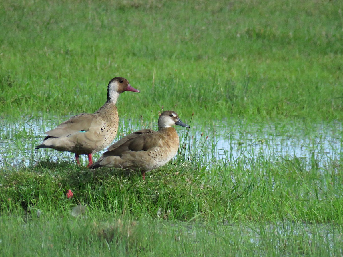 Pato Brasileño - ML77922741