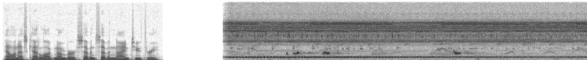 Bindenschwanz-Nachtschwalbe [leucopyga-Gruppe] - ML77923