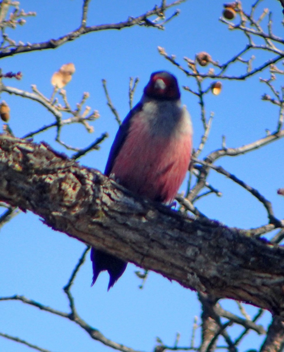 Lewis's Woodpecker - ML77923621