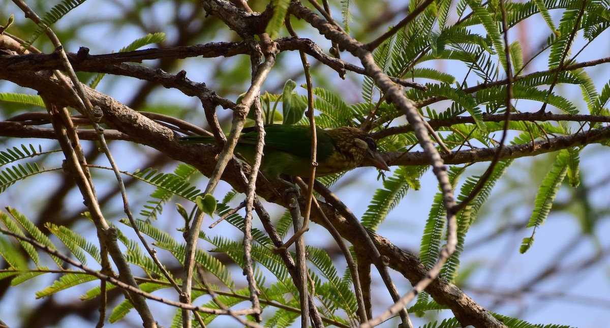 White-cheeked Barbet - ML77924651