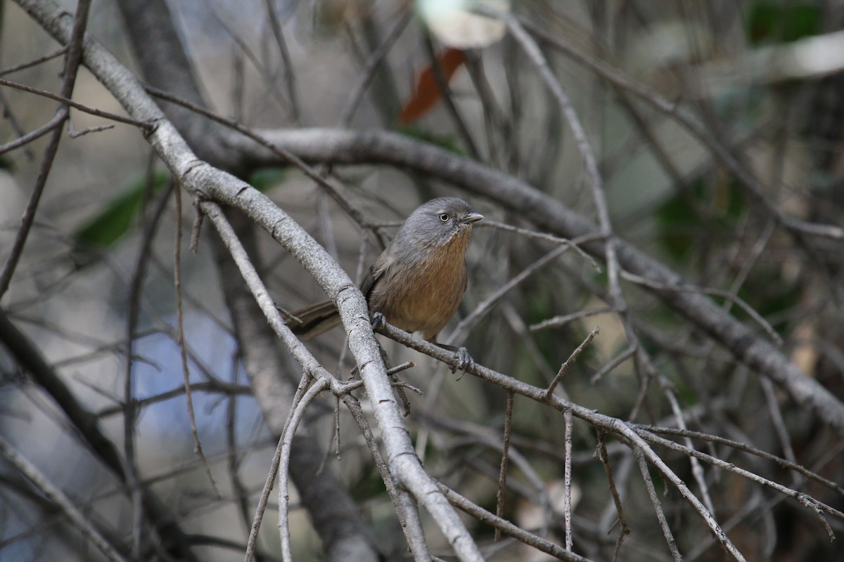 Wrentit - James Buckingham