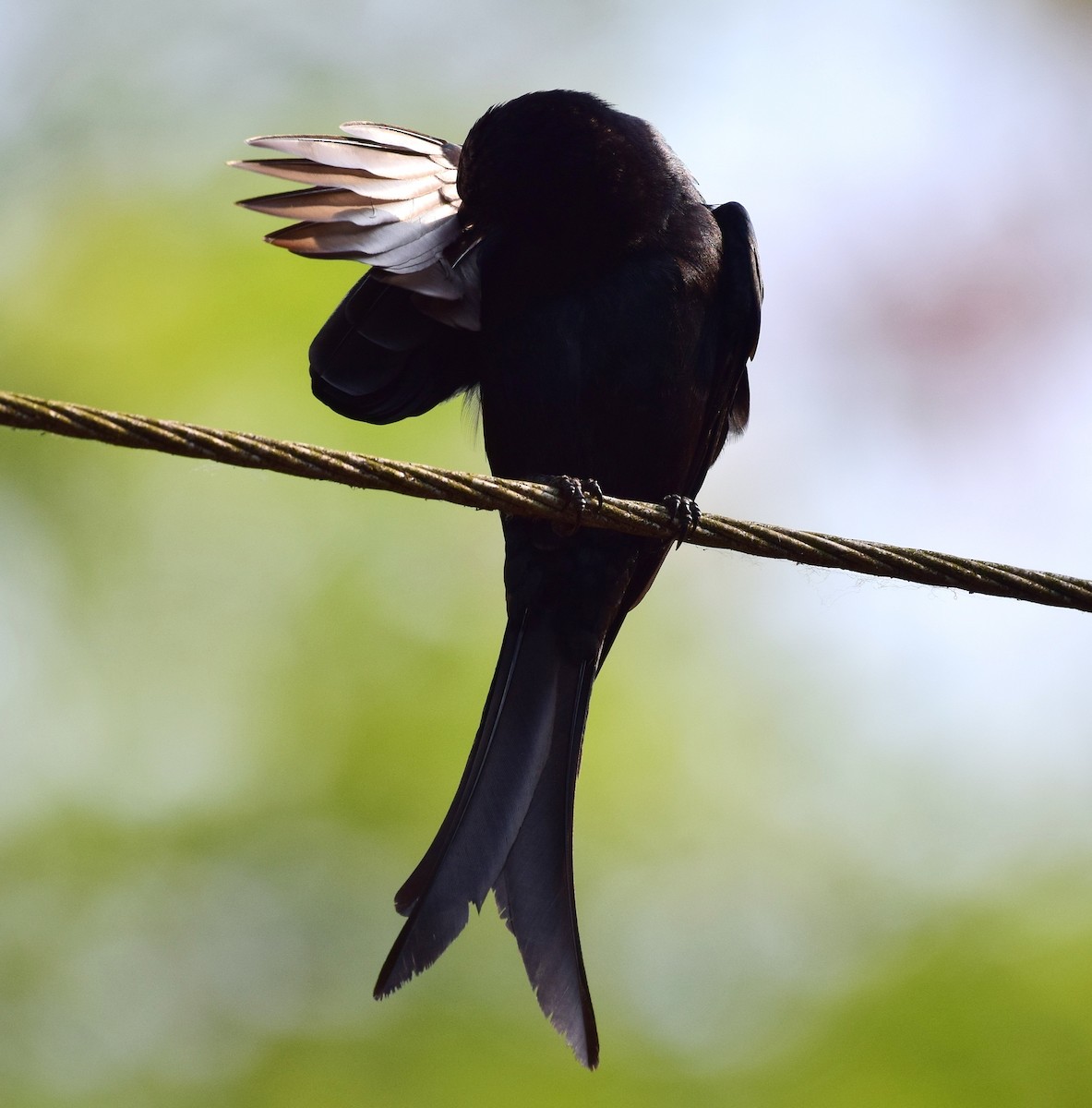 Black Drongo - ML77925051