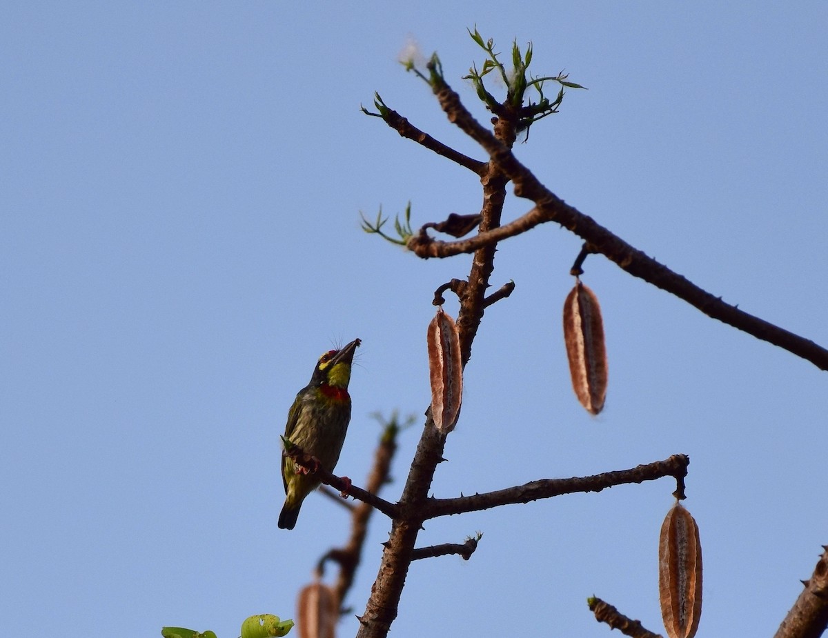 Coppersmith Barbet - ML77925081