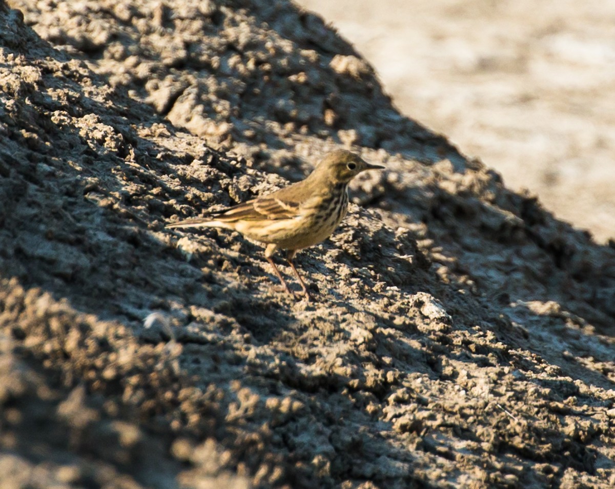 American Pipit - Meg Barron