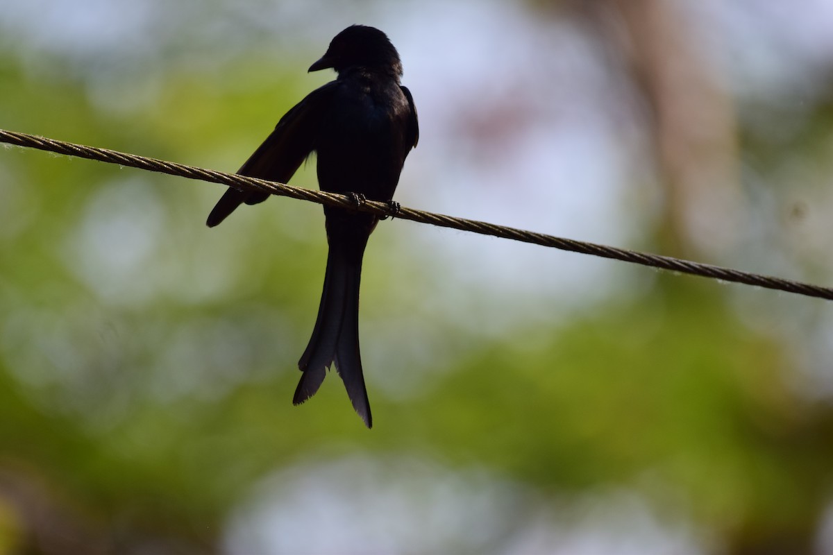 Black Drongo - ML77925911