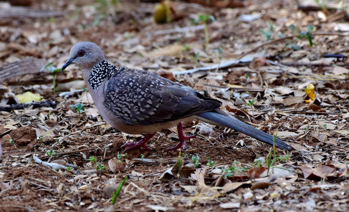 Spotted Dove - ML77926241