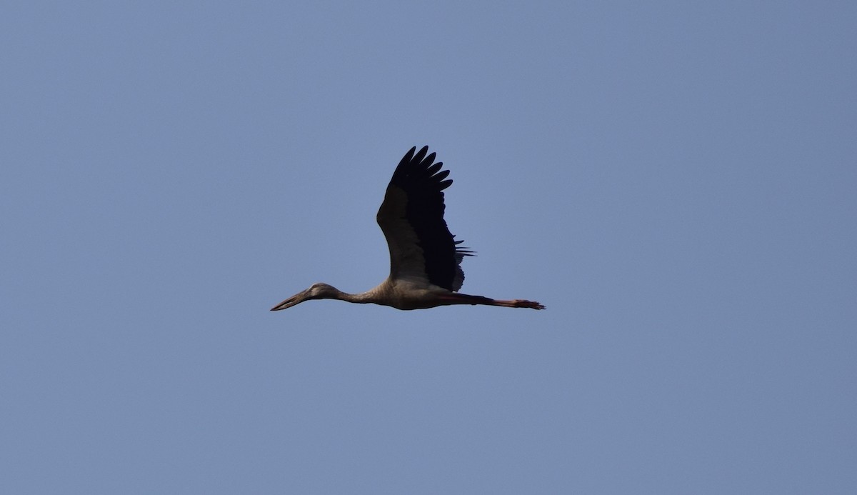 Asian Openbill - ML77926271