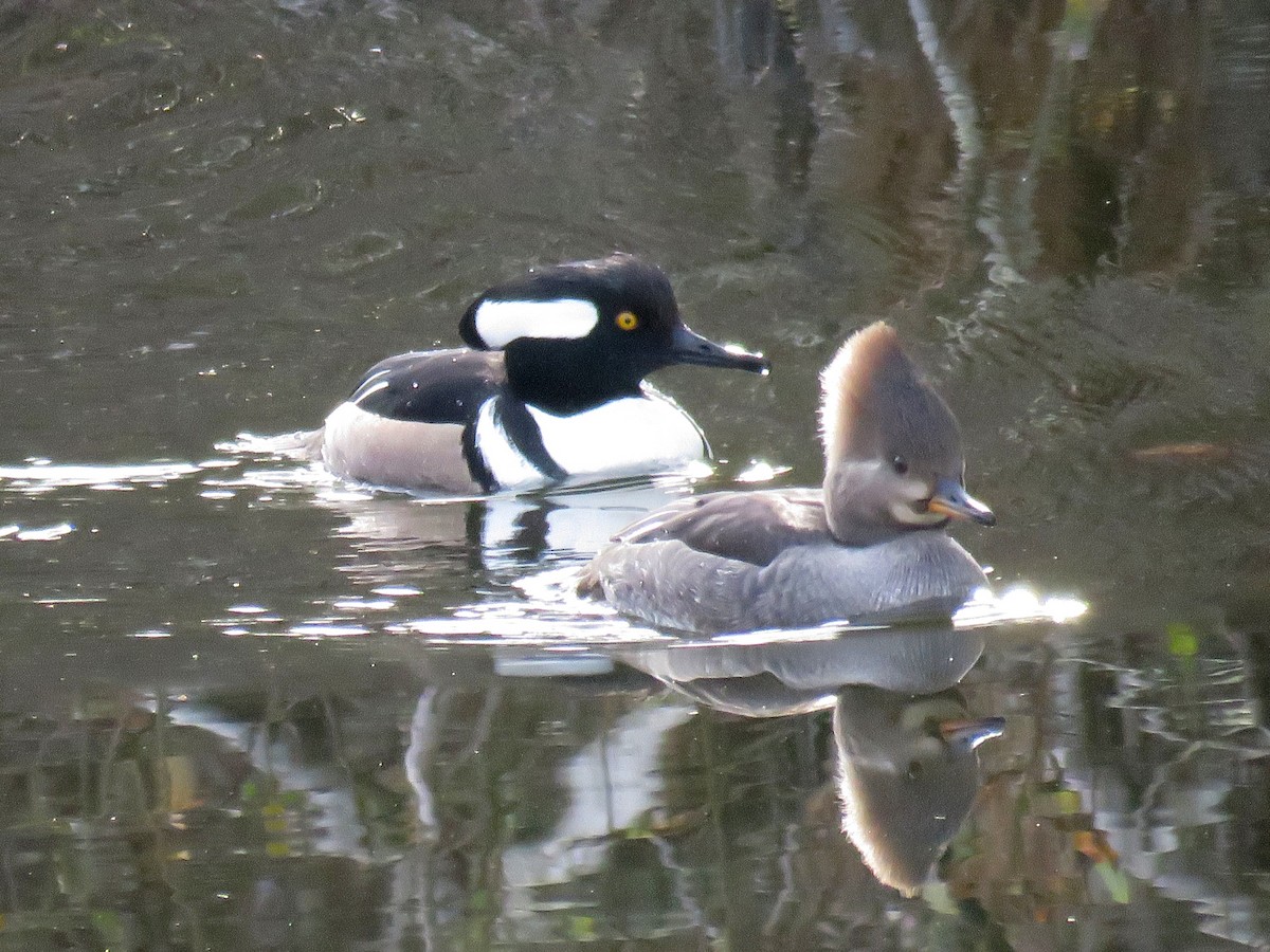 Hooded Merganser - ML77927071