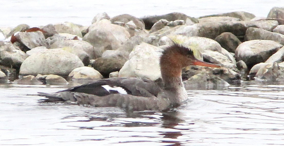 Red-breasted Merganser - ML77927501