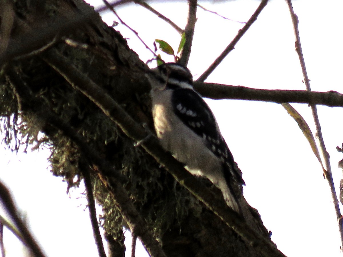 Downy Woodpecker - Norman Uyeda