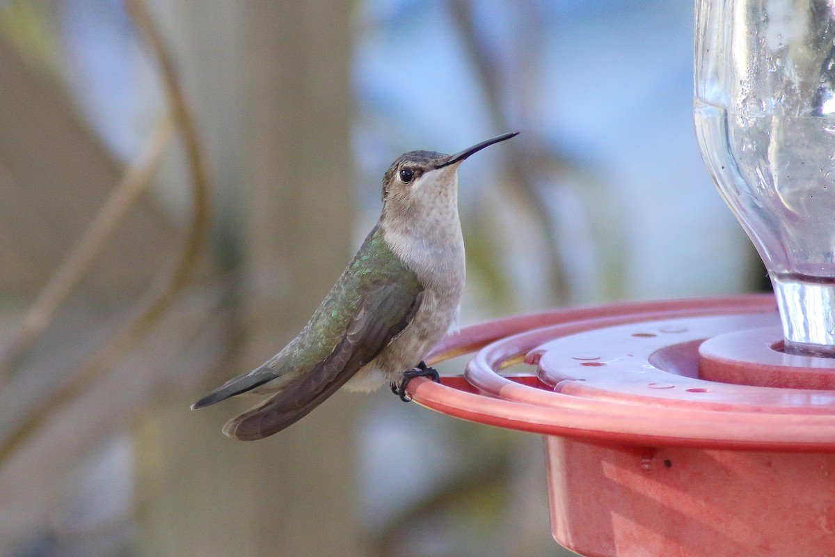 Black-chinned Hummingbird - Michael O'Brien