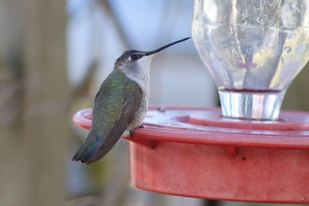 Black-chinned Hummingbird - Michael O'Brien