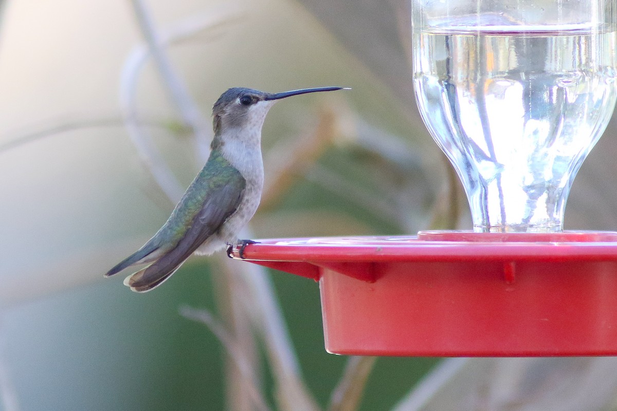 Black-chinned Hummingbird - Michael O'Brien