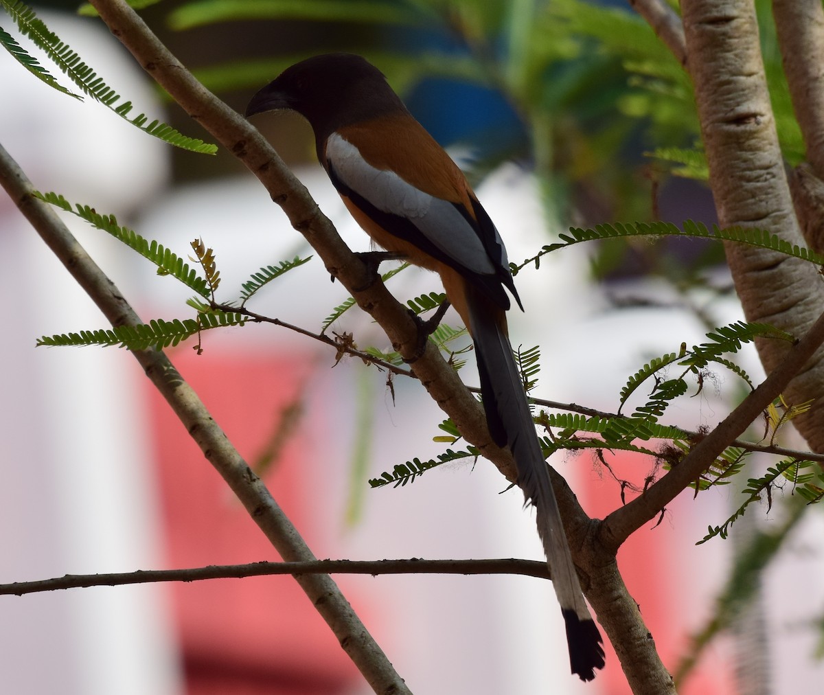 Rufous Treepie - ML77929351