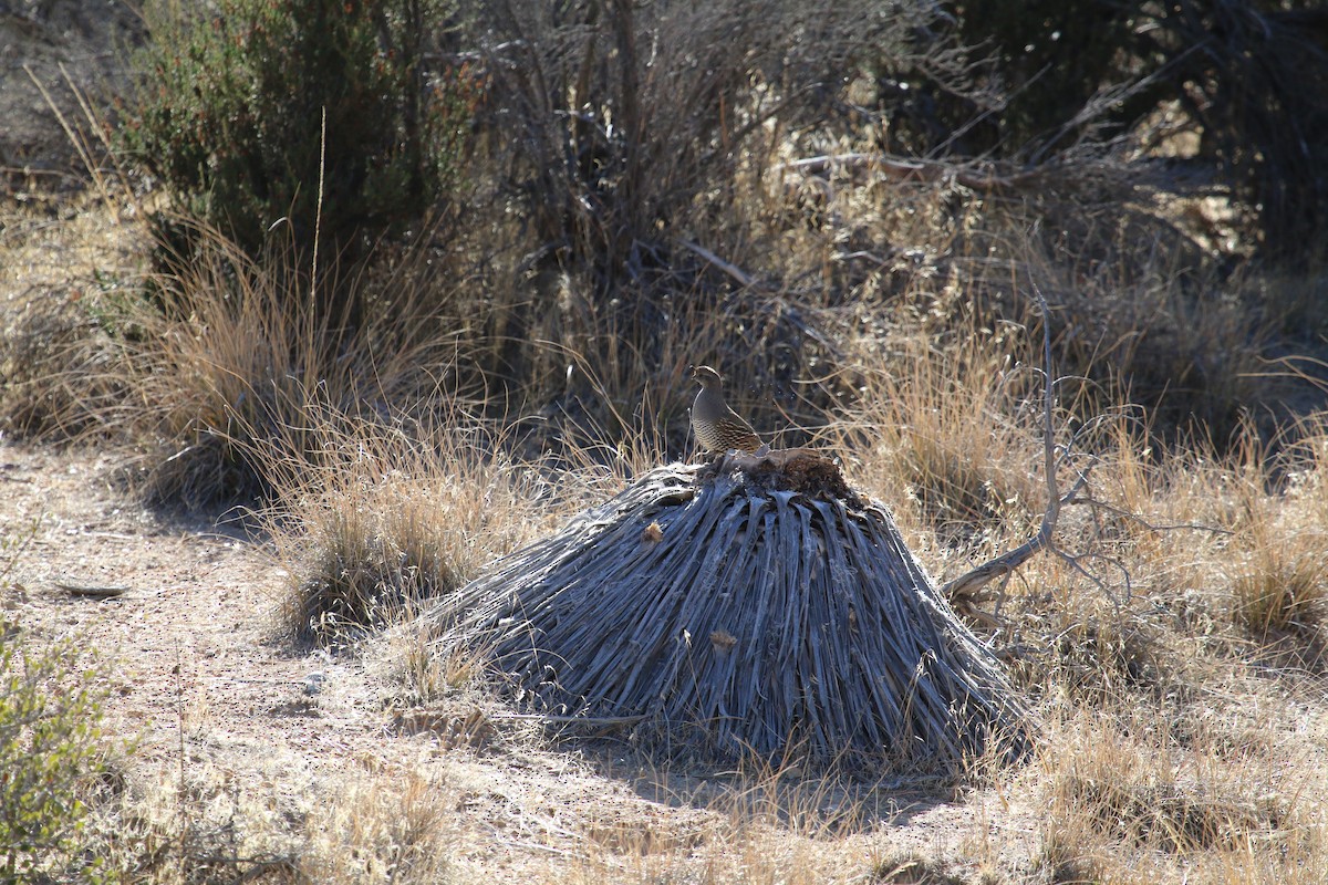 California Quail - ML77929651