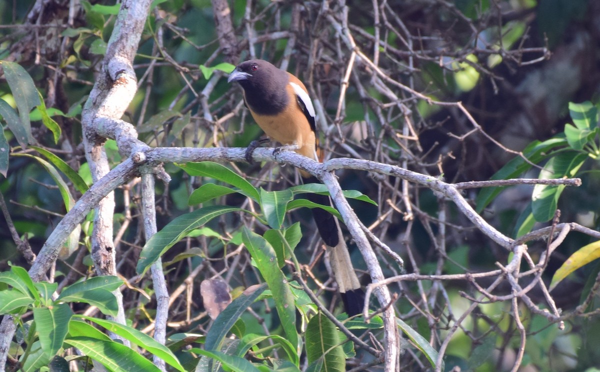 Rufous Treepie - ML77930111