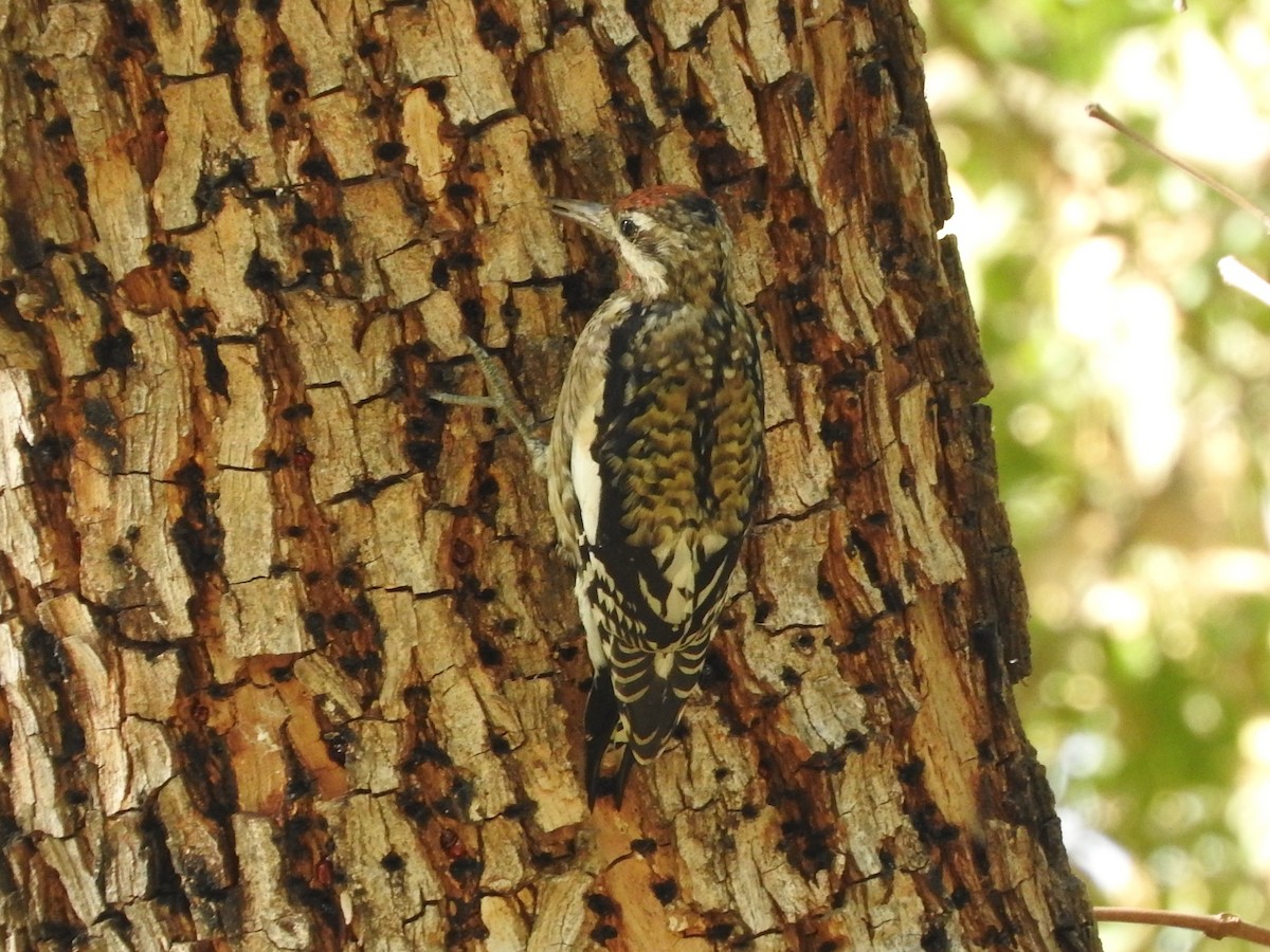 Yellow-bellied Sapsucker - ML77931471