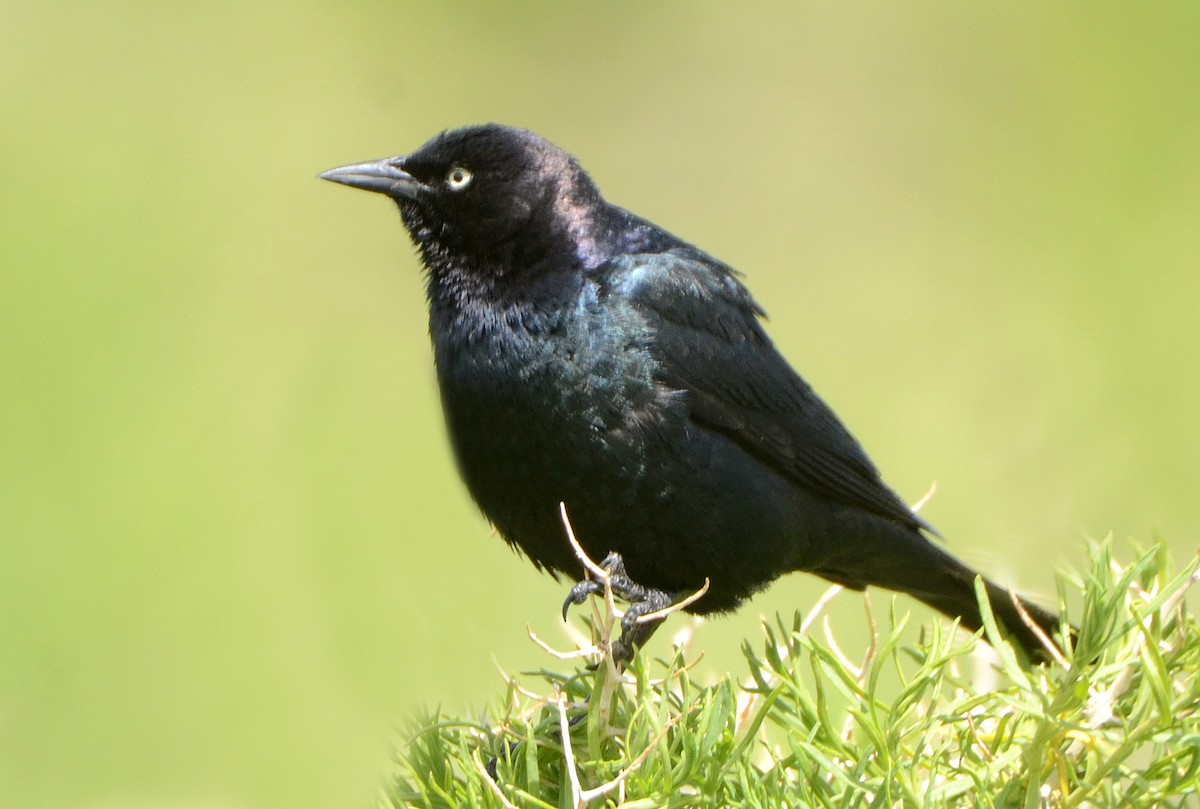 Brewer's Blackbird - ML77931531