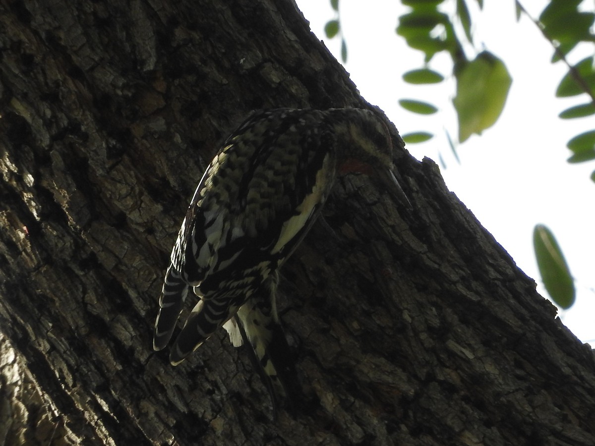 Yellow-bellied Sapsucker - ML77931891