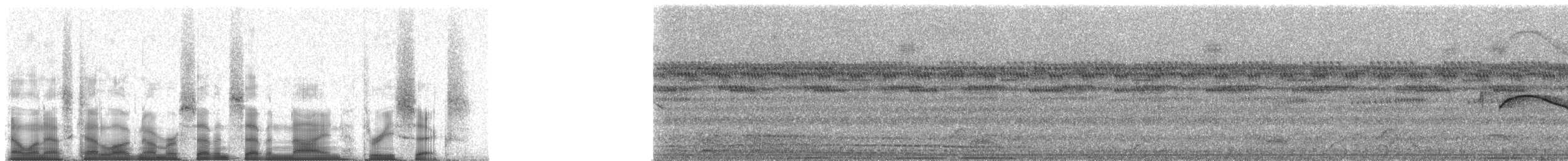 White-tailed Nightjar - ML77936