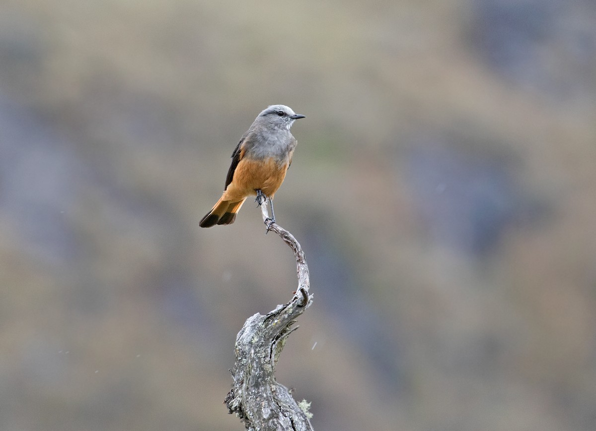 Red-rumped Bush-Tyrant - ML77936771