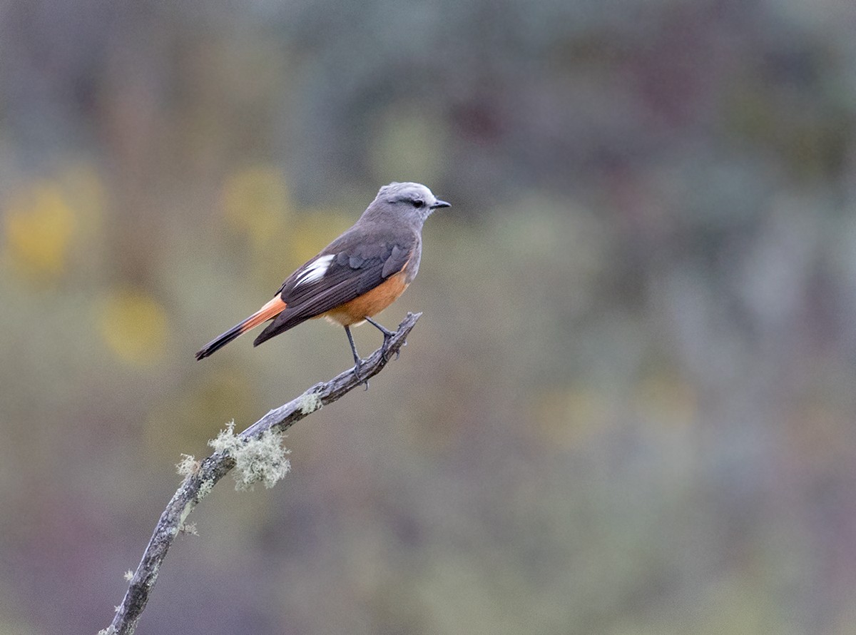 Red-rumped Bush-Tyrant - ML77936791