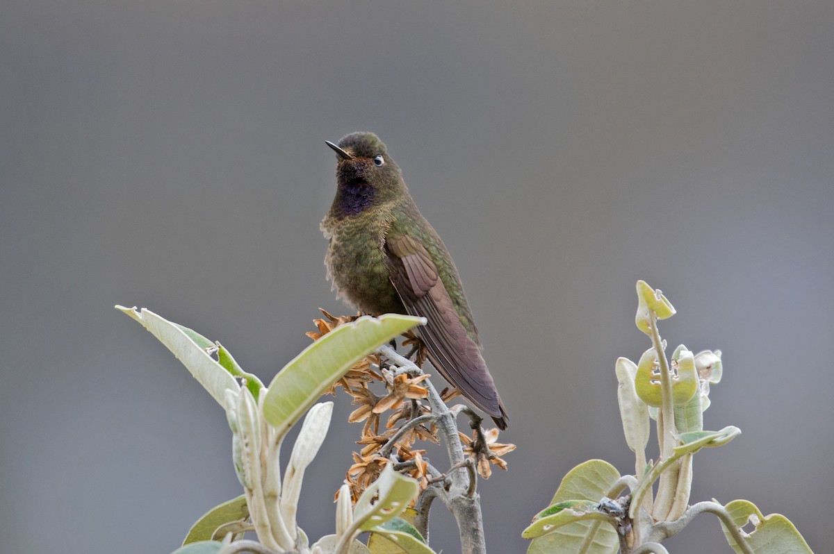 Violet-throated Metaltail - Sam Woods