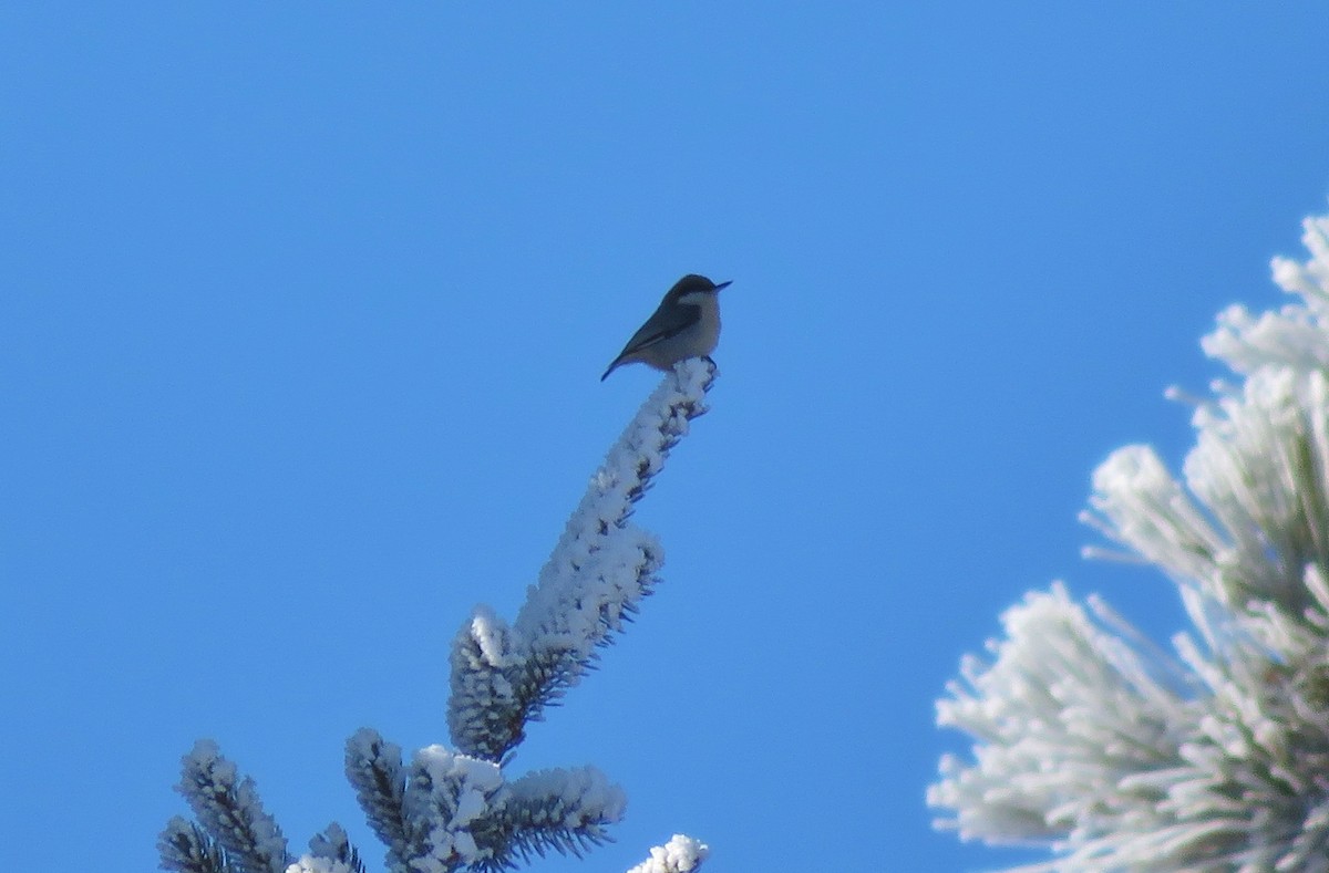 Pygmy Nuthatch - Kathy Eklund