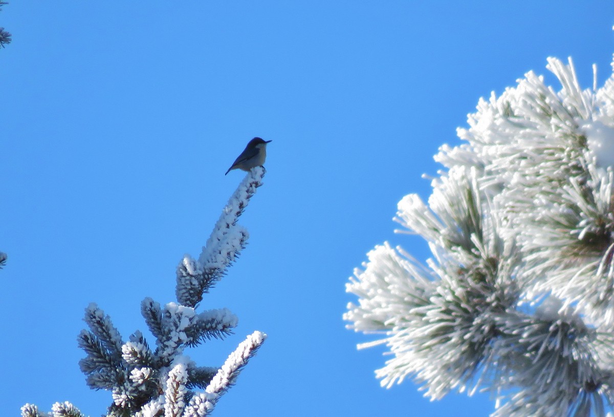 Pygmy Nuthatch - Kathy Eklund