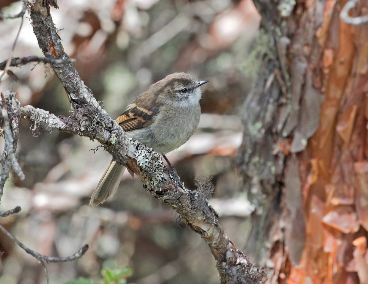 Tyranneau à gorge blanche - ML77939211