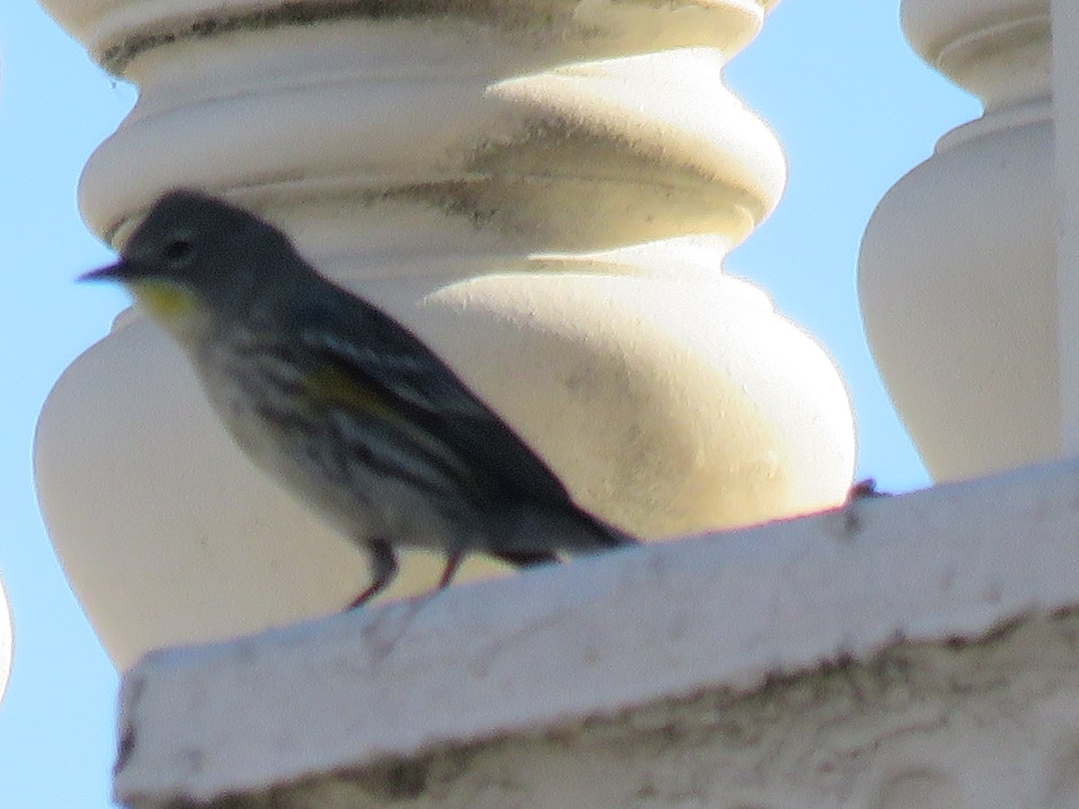 Yellow-rumped Warbler - ML77939561